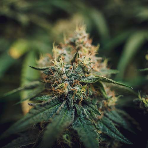 CLUB CANNABICO TORREVIEJA - SAMURAI 420