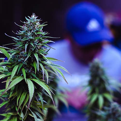 CLUB CANNABICO TORREVIEJA - SAMURAI 420